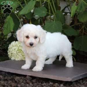 Marian, Bichon Frise Puppy